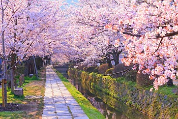 Say đắm vẻ đẹp lãng mạn của con đường triết học Kyoto mùa hoa anh đào
