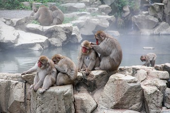 Công viên khỉ Jigokudani