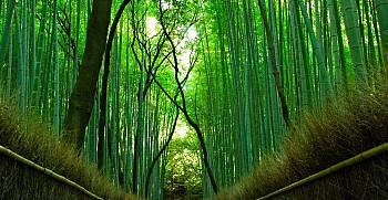 Mê mẩn với rừng tre Sagano xanh mát ở Nhật Bản